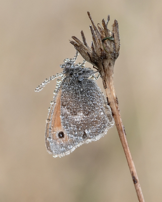 <i class='fa fa-user'></i>&nbsp;Johan van Gurp&nbsp;|  Hooibeestje&nbsp; <i class='fa fa-eye'>&nbsp;62</i> &nbsp;<i class='fa fa-thumbs-up'>&nbsp;4</i> &nbsp; <i class='fa fa-comment-o'>&nbsp;4</i>