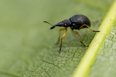 <i class='fa fa-user'></i>&nbsp;Martin Verbeeten&nbsp;|  Protapion fulvipes&nbsp; <i class='fa fa-eye'>&nbsp;59</i> &nbsp;<i class='fa fa-thumbs-up'>&nbsp;2</i> &nbsp; <i class='fa fa-comment-o'>&nbsp;3</i>