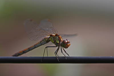 <i class='fa fa-user'></i>&nbsp;Cor&nbsp;|  Bruinrode Heidelibel&nbsp; <i class='fa fa-eye'>&nbsp;56</i> &nbsp;<i class='fa fa-thumbs-up'>&nbsp;2</i> &nbsp; <i class='fa fa-comment-o'>&nbsp;5</i>