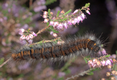 <i class='fa fa-user'></i>&nbsp;tonysettanta&nbsp;|  Veelvraat&nbsp; <i class='fa fa-eye'>&nbsp;66</i> &nbsp; <i class='fa fa-comment-o'>&nbsp;3</i>