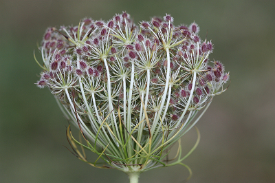 <i class='fa fa-user'></i>&nbsp;Paul Vandebroek&nbsp;|  Peen&nbsp; <i class='fa fa-eye'>&nbsp;63</i> &nbsp;<i class='fa fa-thumbs-up'>&nbsp;3</i> &nbsp; <i class='fa fa-comment-o'>&nbsp;5</i>