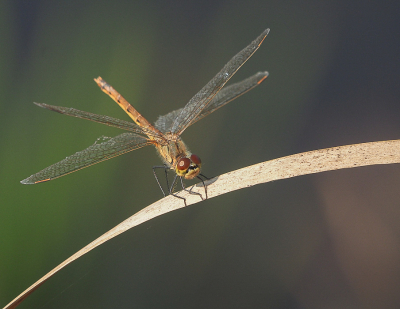 <i class='fa fa-user'></i>&nbsp;Truus Aletta Maan&nbsp;|  Kempense Heidelibel&nbsp; <i class='fa fa-eye'>&nbsp;61</i> &nbsp;<i class='fa fa-thumbs-up'>&nbsp;6</i> &nbsp; <i class='fa fa-comment-o'>&nbsp;5</i>