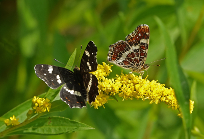 <i class='fa fa-user'></i>&nbsp;nelappelmelk&nbsp;|  Landkaartje&nbsp; <i class='fa fa-eye'>&nbsp;77</i> &nbsp;<i class='fa fa-thumbs-up'>&nbsp;7</i> &nbsp; <i class='fa fa-comment-o'>&nbsp;8</i>