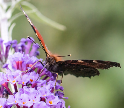 <i class='fa fa-user'></i>&nbsp;JohnSaxofoon&nbsp;|  Dagpauwoog&nbsp; <i class='fa fa-eye'>&nbsp;45</i> &nbsp; <i class='fa fa-comment-o'>&nbsp;0</i>