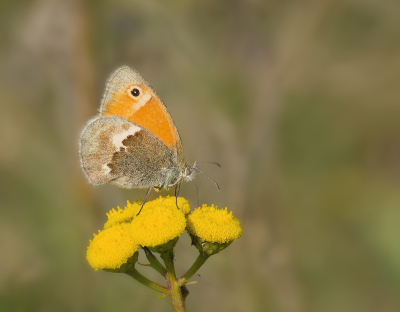 <i class='fa fa-user'></i>&nbsp;janvangastel&nbsp;|  Hooibeestje&nbsp; <i class='fa fa-eye'>&nbsp;51</i> &nbsp;<i class='fa fa-thumbs-up'>&nbsp;6</i> &nbsp; <i class='fa fa-comment-o'>&nbsp;5</i>