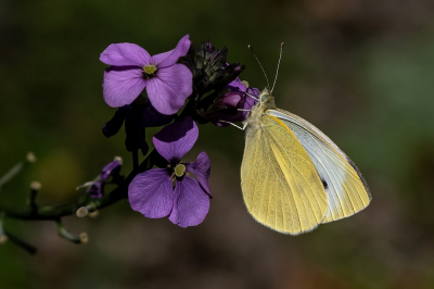 <i class='fa fa-user'></i>&nbsp;Johan van Gurp&nbsp;|  Klein Koolwitje&nbsp; <i class='fa fa-eye'>&nbsp;50</i> &nbsp;<i class='fa fa-thumbs-up'>&nbsp;1</i> &nbsp; <i class='fa fa-comment-o'>&nbsp;1</i>