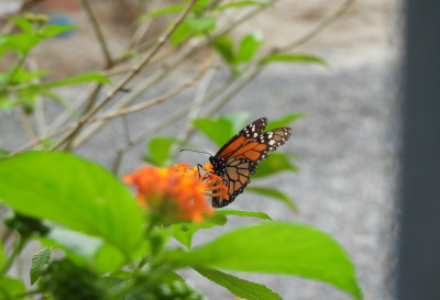 <i class='fa fa-user'></i>&nbsp;Jovanzo&nbsp;|  Monarchvlinder&nbsp; <i class='fa fa-eye'>&nbsp;80</i> &nbsp; <i class='fa fa-comment-o'>&nbsp;4</i>