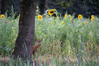 <i class='fa fa-user'></i>&nbsp;robert-jan&nbsp;|  Ree&nbsp; <i class='fa fa-eye'>&nbsp;86</i> &nbsp; <i class='fa fa-comment-o'>&nbsp;3</i>