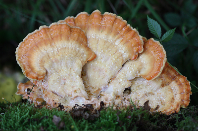 <i class='fa fa-user'></i>&nbsp;Paul Vandebroek&nbsp;|  Zwavelzwam&nbsp; <i class='fa fa-eye'>&nbsp;58</i> &nbsp; <i class='fa fa-comment-o'>&nbsp;7</i>