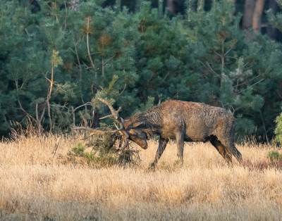 <i class='fa fa-user'></i>&nbsp;David&nbsp;|  Edelhert&nbsp; <i class='fa fa-eye'>&nbsp;129</i> &nbsp; <i class='fa fa-comment-o'>&nbsp;4</i>