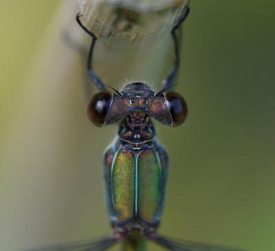 <i class='fa fa-user'></i>&nbsp;janvangastel&nbsp;|  Houtpantserjuffer&nbsp; <i class='fa fa-eye'>&nbsp;74</i> &nbsp;<i class='fa fa-thumbs-up'>&nbsp;7</i> &nbsp; <i class='fa fa-comment-o'>&nbsp;9</i>