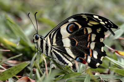 <i class='fa fa-user'></i>&nbsp;JohnSaxofoon&nbsp;|  Papilio�domodocus&nbsp; <i class='fa fa-eye'>&nbsp;92</i> &nbsp;<i class='fa fa-thumbs-up'>&nbsp;4</i> &nbsp; <i class='fa fa-comment-o'>&nbsp;6</i>