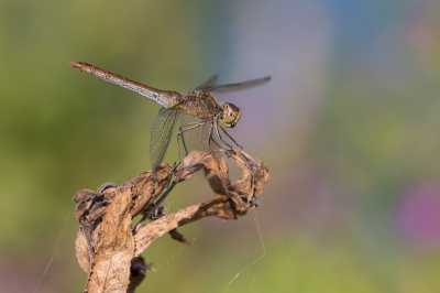 <i class='fa fa-user'></i>&nbsp;Willem Verhagen&nbsp;|  Zuidelijke Heidelibel&nbsp; <i class='fa fa-eye'>&nbsp;61</i> &nbsp;<i class='fa fa-thumbs-up'>&nbsp;7</i> &nbsp; <i class='fa fa-comment-o'>&nbsp;6</i>