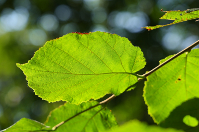 zonnig in het bos. de groene bladeren zijn mooi doorschijnend. Door de natte zomer sterft er nog niet zoveel blad af dan als het een droge zomer geweest zou zijn.