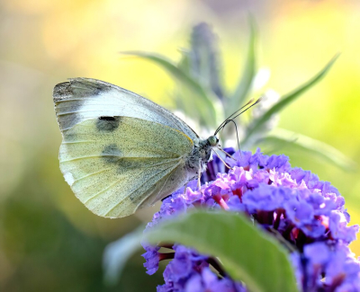 <i class='fa fa-user'></i>&nbsp;JohnSaxofoon&nbsp;|  Groot Koolwitje&nbsp; <i class='fa fa-eye'>&nbsp;52</i> &nbsp; <i class='fa fa-comment-o'>&nbsp;4</i>