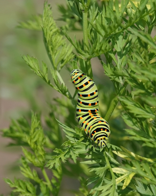 <i class='fa fa-user'></i>&nbsp;nelappelmelk&nbsp;|  Koninginnenpage&nbsp; <i class='fa fa-eye'>&nbsp;66</i> &nbsp; <i class='fa fa-comment-o'>&nbsp;5</i>