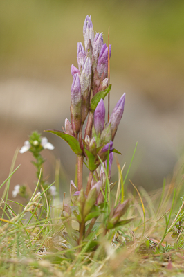 <i class='fa fa-user'></i>&nbsp;Henk Bouter&nbsp;|  Veldgentiaan&nbsp; <i class='fa fa-eye'>&nbsp;46</i> &nbsp;<i class='fa fa-thumbs-up'>&nbsp;1</i> &nbsp; <i class='fa fa-comment-o'>&nbsp;1</i>