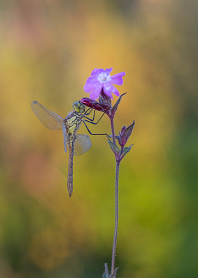 <i class='fa fa-user'></i>&nbsp;Tom&nbsp;|  Steenrode Heidelibel&nbsp; <i class='fa fa-eye'>&nbsp;81</i> &nbsp;<i class='fa fa-thumbs-up'>&nbsp;4</i> &nbsp; <i class='fa fa-comment-o'>&nbsp;6</i>