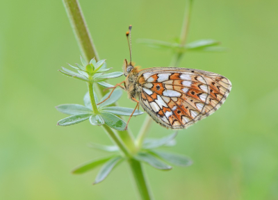 <i class='fa fa-user'></i>&nbsp;koekieman&nbsp;|  Zilveren Maan&nbsp; <i class='fa fa-eye'>&nbsp;96</i> &nbsp;<i class='fa fa-thumbs-up'>&nbsp;8</i> &nbsp; <i class='fa fa-comment-o'>&nbsp;5</i>