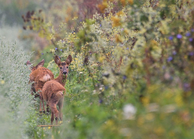 <i class='fa fa-user'></i>&nbsp;robert-jan&nbsp;|  Ree&nbsp; <i class='fa fa-eye'>&nbsp;89</i> &nbsp;<i class='fa fa-thumbs-up'>&nbsp;1</i> &nbsp; <i class='fa fa-comment-o'>&nbsp;3</i>