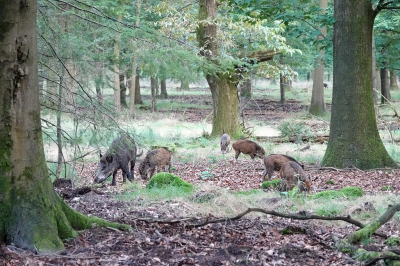 Sus scrofa / Wild Zwijn / Wild Boar