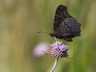 <i class='fa fa-user'></i>&nbsp;Ad Sprang&nbsp;|  Dagpauwoog&nbsp; <i class='fa fa-eye'>&nbsp;86</i> &nbsp;<i class='fa fa-thumbs-up'>&nbsp;5</i> &nbsp; <i class='fa fa-comment-o'>&nbsp;6</i>