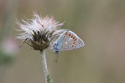 <i class='fa fa-user'></i>&nbsp;Paul Vandebroek&nbsp;|  Icarusblauwtje&nbsp; <i class='fa fa-eye'>&nbsp;58</i> &nbsp;<i class='fa fa-thumbs-up'>&nbsp;2</i> &nbsp; <i class='fa fa-comment-o'>&nbsp;3</i>