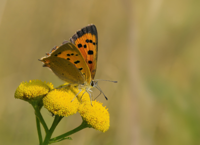 <i class='fa fa-user'></i>&nbsp;janvangastel&nbsp;|  Kleine Vuurvlinder&nbsp; <i class='fa fa-eye'>&nbsp;50</i> &nbsp; <i class='fa fa-comment-o'>&nbsp;3</i>