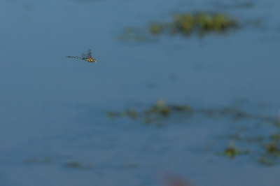 <i class='fa fa-user'></i>&nbsp;Willem Verhagen&nbsp;|  Paardenbijter&nbsp; <i class='fa fa-eye'>&nbsp;83</i> &nbsp;<i class='fa fa-thumbs-up'>&nbsp;2</i> &nbsp; <i class='fa fa-comment-o'>&nbsp;4</i>