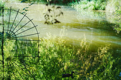 <i class='fa fa-user'></i>&nbsp;hesterb&nbsp;|  Gebladerte in water&nbsp; <i class='fa fa-eye'>&nbsp;64</i> &nbsp; <i class='fa fa-comment-o'>&nbsp;0</i>