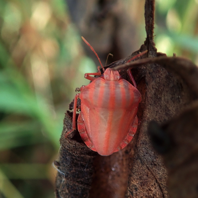 <i class='fa fa-user'></i>&nbsp;A. Soeting&nbsp;|  Pyjamaschildwants&nbsp; <i class='fa fa-eye'>&nbsp;47</i> &nbsp; <i class='fa fa-comment-o'>&nbsp;2</i>