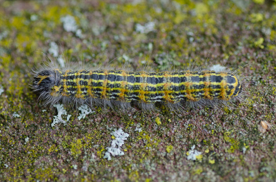 <i class='fa fa-user'></i>&nbsp;Truus Aletta Maan&nbsp;|  Wapendrager&nbsp; <i class='fa fa-eye'>&nbsp;53</i> &nbsp; <i class='fa fa-comment-o'>&nbsp;2</i>