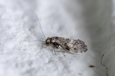 <i class='fa fa-user'></i> Martin Verbeeten | Loensia variegata  <i class='fa fa-eye'> 44</i>  <i class='fa fa-thumbs-up'> 1</i>   <i class='fa fa-comment-o'> 1</i>
