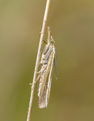 <i class='fa fa-user'></i>&nbsp;janvangastel&nbsp;|  Variabele Grasmot&nbsp; <i class='fa fa-eye'>&nbsp;67</i> &nbsp;<i class='fa fa-thumbs-up'>&nbsp;2</i> &nbsp; <i class='fa fa-comment-o'>&nbsp;5</i>