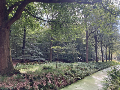 <i class='fa fa-user'></i>&nbsp;Tineke Strijbosch&nbsp;|  Bankenbos bij het Fochtelo�rveen&nbsp; <i class='fa fa-eye'>&nbsp;74</i> &nbsp;<i class='fa fa-thumbs-up'>&nbsp;1</i> &nbsp; <i class='fa fa-comment-o'>&nbsp;2</i>