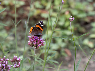 <i class='fa fa-user'></i>&nbsp;JohnSaxofoon&nbsp;|  Atalanta&nbsp; <i class='fa fa-eye'>&nbsp;46</i> &nbsp; <i class='fa fa-comment-o'>&nbsp;3</i>