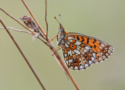 <i class='fa fa-user'></i>&nbsp;koekieman&nbsp;|  Zilveren Maan&nbsp; <i class='fa fa-eye'>&nbsp;71</i> &nbsp;<i class='fa fa-thumbs-up'>&nbsp;3</i> &nbsp; <i class='fa fa-comment-o'>&nbsp;4</i>