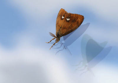 <i class='fa fa-user'></i>&nbsp;Ad Sprang&nbsp;|  Witvlakvlinder&nbsp; <i class='fa fa-eye'>&nbsp;61</i> &nbsp;<i class='fa fa-thumbs-up'>&nbsp;4</i> &nbsp; <i class='fa fa-comment-o'>&nbsp;4</i>