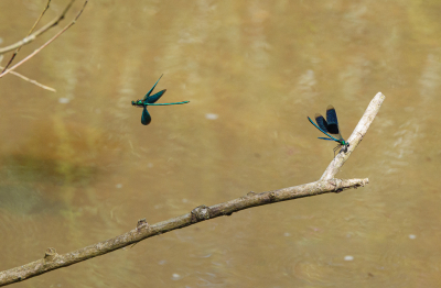 <i class='fa fa-user'></i>&nbsp;Henk Bouter&nbsp;|  Bosbeekjuffer & Weidebeekjuffer&nbsp; <i class='fa fa-eye'>&nbsp;69</i> &nbsp; <i class='fa fa-comment-o'>&nbsp;1</i>