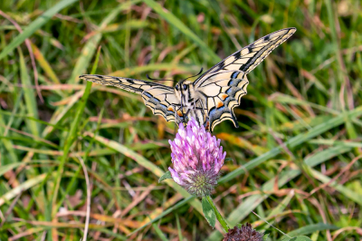 <i class='fa fa-user'></i>&nbsp;Louis56&nbsp;|  Koninginnenpage&nbsp; <i class='fa fa-eye'>&nbsp;57</i> &nbsp; <i class='fa fa-comment-o'>&nbsp;0</i>