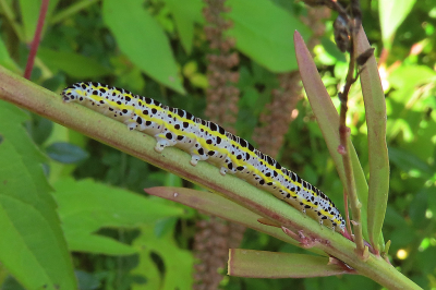 <i class='fa fa-user'></i>&nbsp;A. Soeting&nbsp;|  Vlasbekuiltje&nbsp; <i class='fa fa-eye'>&nbsp;47</i> &nbsp; <i class='fa fa-comment-o'>&nbsp;0</i>