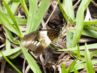 <i class='fa fa-user'></i>&nbsp;JohnSaxofoon&nbsp;| &nbsp; <i class='fa fa-eye'>&nbsp;51</i> &nbsp; <i class='fa fa-comment-o'>&nbsp;2</i>