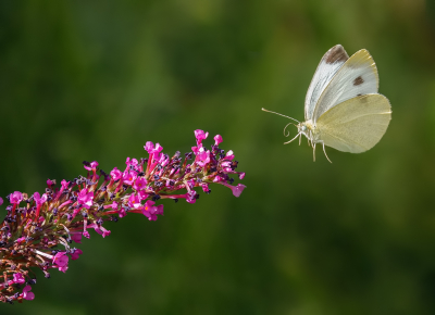 Pieris brassicae / Groot Koolwitje / Large White