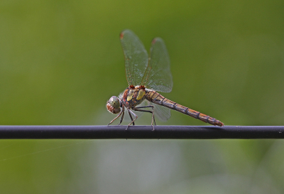 <i class='fa fa-user'></i>&nbsp;Cor&nbsp;|  Bruinrode Heidelibel&nbsp; <i class='fa fa-eye'>&nbsp;54</i> &nbsp;<i class='fa fa-thumbs-up'>&nbsp;1</i> &nbsp; <i class='fa fa-comment-o'>&nbsp;5</i>