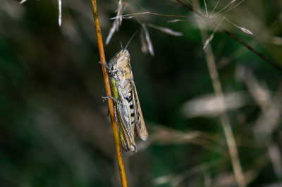 <i class='fa fa-user'></i>&nbsp;Louis56&nbsp;|  Ratelaar&nbsp; <i class='fa fa-eye'>&nbsp;49</i> &nbsp; <i class='fa fa-comment-o'>&nbsp;1</i>