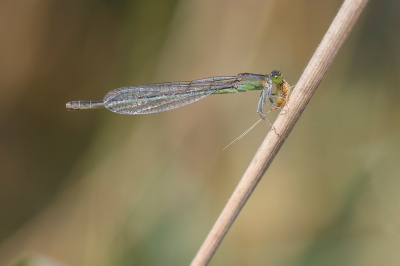 <i class='fa fa-user'></i>&nbsp;Willem Verhagen&nbsp;|  Tengere Grasjuffer&nbsp; <i class='fa fa-eye'>&nbsp;57</i> &nbsp;<i class='fa fa-thumbs-up'>&nbsp;3</i> &nbsp; <i class='fa fa-comment-o'>&nbsp;2</i>