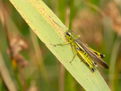 <i class='fa fa-user'></i>&nbsp;Truus Aletta Maan&nbsp;|  Moerassprinkhaan&nbsp; <i class='fa fa-eye'>&nbsp;51</i> &nbsp;<i class='fa fa-thumbs-up'>&nbsp;1</i> &nbsp; <i class='fa fa-comment-o'>&nbsp;4</i>