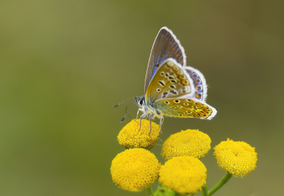 <i class='fa fa-user'></i>&nbsp;janvangastel&nbsp;|  Icarusblauwtje&nbsp; <i class='fa fa-eye'>&nbsp;66</i> &nbsp;<i class='fa fa-thumbs-up'>&nbsp;10</i> &nbsp; <i class='fa fa-comment-o'>&nbsp;9</i>