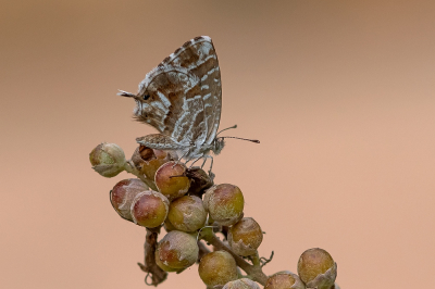 <i class='fa fa-user'></i>&nbsp;Johan van Gurp&nbsp;|  Geraniumblauwtje&nbsp; <i class='fa fa-eye'>&nbsp;99</i> &nbsp;<i class='fa fa-thumbs-up'>&nbsp;10</i> &nbsp; <i class='fa fa-comment-o'>&nbsp;8</i>