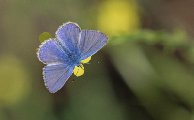 <i class='fa fa-user'></i>&nbsp;Marie-Jos� Boon&nbsp;|  Icarusblauwtje&nbsp; <i class='fa fa-eye'>&nbsp;64</i> &nbsp;<i class='fa fa-thumbs-up'>&nbsp;2</i> &nbsp; <i class='fa fa-comment-o'>&nbsp;6</i>